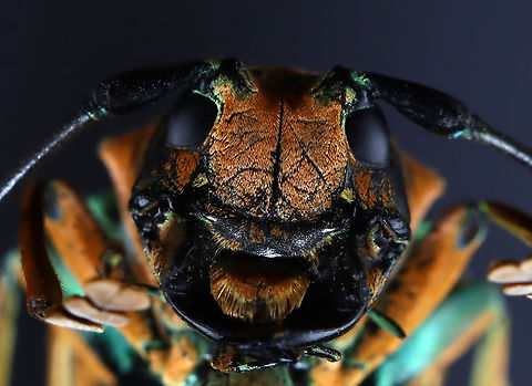 Longhorn Beetle - Sternotomis amabilis Bad lighting, I know. But, I wanted to show its face. I will redo this one at some point.

*Specimen

Native to Africa
https://www.jungledragon.com/image/129485/longhorn_beetle_-_sternotomis_amabilis.html
https://www.jungledragon.com/image/129487/longhorn_beetle_-_sternotomis_amabilis.html
https://www.jungledragon.com/image/129486/longhorn_beetle_-_sternotomis_amabilis.html
 Geotagged,Sternotomis amabilis,United States,Winter