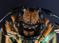 Longhorn Beetle - Sternotomis amabilis Bad lighting, I know. But, I wanted to show its face. I will redo this one at some point.<br />
<br />
*Specimen<br />
<br />
Native to Africa<br />
https://www.jungledragon.com/image/129485/longhorn_beetle_-_sternotomis_amabilis.html<br />
https://www.jungledragon.com/image/129487/longhorn_beetle_-_sternotomis_amabilis.html<br />
https://www.jungledragon.com/image/129486/longhorn_beetle_-_sternotomis_amabilis.html<br />
Geotagged,Sternotomis amabilis,United States,Winter