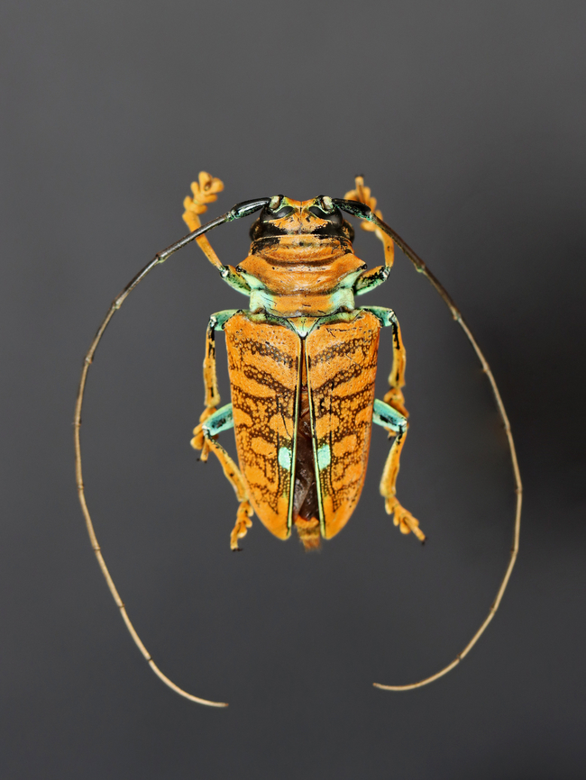 Longhorn Beetle - Sternotomis amabilis *Specimen<br />
<br />
Native to Africa<br />
<figure class="photo"><a href="https://www.jungledragon.com/image/129485/longhorn_beetle_-_sternotomis_amabilis.html" title="Longhorn Beetle - Sternotomis amabilis"><img src="https://s3.amazonaws.com/media.jungledragon.com/images/3232/129485_thumb.jpg?AWSAccessKeyId=05GMT0V3GWVNE7GGM1R2&Expires=1759968010&Signature=XNB%2FWIRUTcSYrtT3eo524zx%2FXCM%3D" width="200" height="154" alt="Longhorn Beetle - Sternotomis amabilis Bad lighting, I know. But, I wanted to show its face and eyes. I will redo this one at some point.<br />
<br />
*Specimen; native to Africa<br />
<br />
https://www.jungledragon.com/image/129485/longhorn_beetle_-_sternotomis_amabilis.html<br />
https://www.jungledragon.com/image/129487/longhorn_beetle_-_sternotomis_amabilis.html<br />
https://www.jungledragon.com/image/129486/longhorn_beetle_-_sternotomis_amabilis.html<br />
<br />
 Geotagged,Sternotomis amabilis,United States,Winter" /></a></figure><br />
<figure class="photo"><a href="https://www.jungledragon.com/image/129487/longhorn_beetle_-_sternotomis_amabilis.html" title="Longhorn Beetle - Sternotomis amabilis"><img src="https://s3.amazonaws.com/media.jungledragon.com/images/3232/129487_thumb.jpg?AWSAccessKeyId=05GMT0V3GWVNE7GGM1R2&Expires=1759968010&Signature=%2BVeGxuhjzfOpA9DBsx0ItokVV4Y%3D" width="116" height="152" alt="Longhorn Beetle - Sternotomis amabilis *Specimen<br />
<br />
Native to Africa<br />
https://www.jungledragon.com/image/129485/longhorn_beetle_-_sternotomis_amabilis.html<br />
https://www.jungledragon.com/image/129487/longhorn_beetle_-_sternotomis_amabilis.html<br />
https://www.jungledragon.com/image/129486/longhorn_beetle_-_sternotomis_amabilis.html<br />
 Geotagged,Sternotomis,Sternotomis amabilis,United States,Winter,beetle,cerambycidae" /></a></figure><br />
<figure class="photo"><a href="https://www.jungledragon.com/image/129486/longhorn_beetle_-_sternotomis_amabilis.html" title="Longhorn Beetle - Sternotomis amabilis"><img src="https://s3.amazonaws.com/media.jungledragon.com/images/3232/129486_thumb.jpg?AWSAccessKeyId=05GMT0V3GWVNE7GGM1R2&Expires=1759968010&Signature=%2FQeORWOpraz9AF0jq1UFsMnBgxU%3D" width="200" height="146" alt="Longhorn Beetle - Sternotomis amabilis Bad lighting, I know. But, I wanted to show its face. I will redo this one at some point.<br />
<br />
*Specimen<br />
<br />
Native to Africa<br />
https://www.jungledragon.com/image/129485/longhorn_beetle_-_sternotomis_amabilis.html<br />
https://www.jungledragon.com/image/129487/longhorn_beetle_-_sternotomis_amabilis.html<br />
https://www.jungledragon.com/image/129486/longhorn_beetle_-_sternotomis_amabilis.html<br />
 Geotagged,Sternotomis amabilis,United States,Winter" /></a></figure><br />
 Geotagged,Sternotomis,Sternotomis amabilis,United States,Winter,beetle,cerambycidae