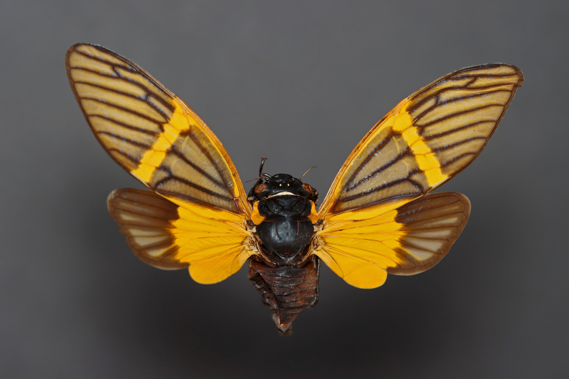 Cicada - Becquartina electa *Pinned specimen; native to Asia Becquartina,Becquartina electa,Gaeanini,Geotagged,United States,Winter,cicada