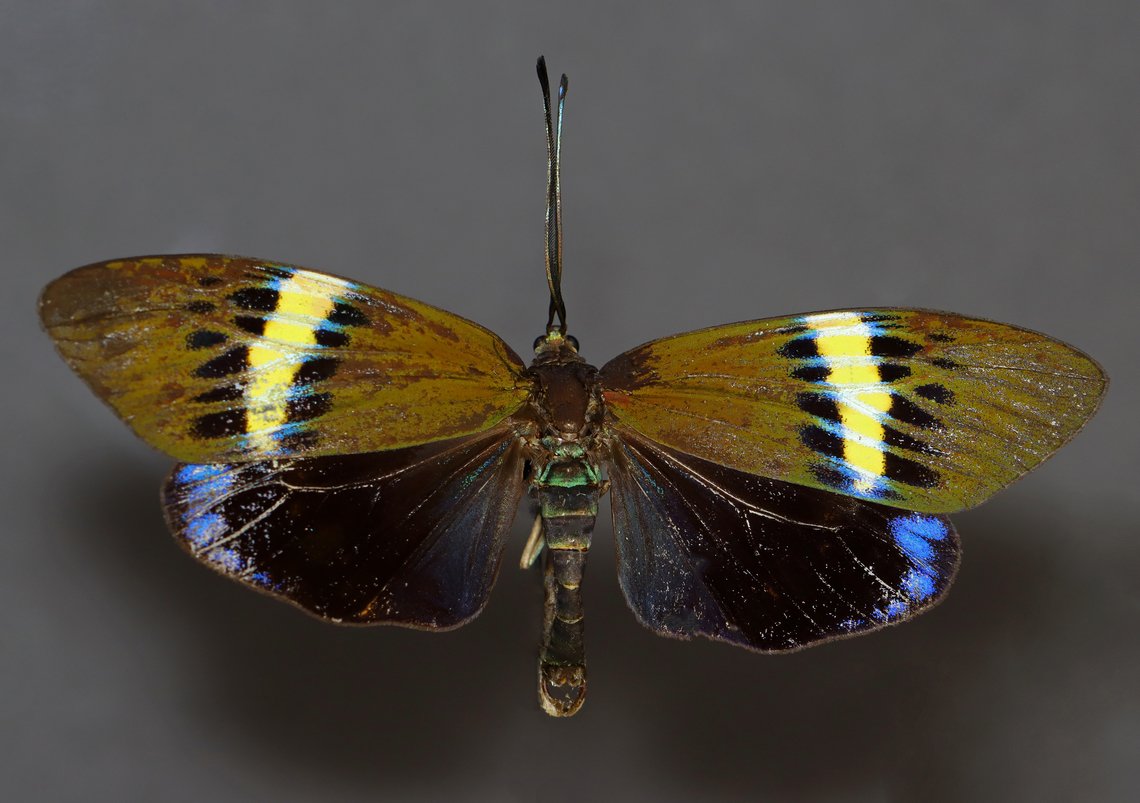 Eterusia repleta *Pinned specimen, missing as many scales as it has.<br />
<br />
To see the species in its glory:<br />
<a href="http://insecta.pro/taxonomy/23657" rel="nofollow">http://insecta.pro/taxonomy/23657</a> Eterusia,Eterusia repleta,Geotagged,United States,Winter,Zygaenidae,moth