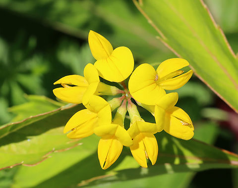 Birdfoot Deervetch - Lotus corniculatus Habitat: Garden Bird's-foot trefoil,Geotagged,Lotus corniculatus,Spring,United States,deervetch,lotus,trefoil