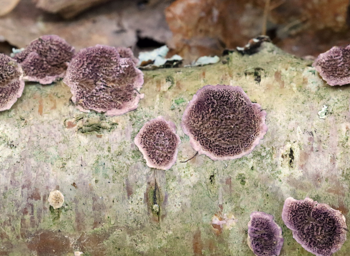 Violet-toothed Polypore - Trichaptum biforme Habitat: Growing on hardwood; mixed forest Geotagged,Spring,Trichaptum,Trichaptum biforme,United States,Violet-Toothed Polypore,fungus,polypore