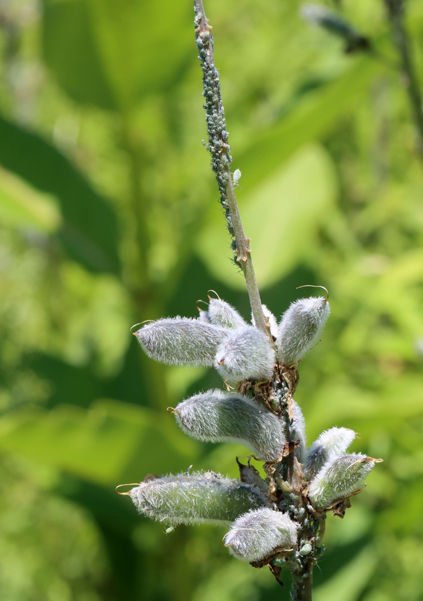 Bigleaf Lupine - Lupinus polyphyllus All those dots at the top of the stem are aphids!<br />
<br />
Habitat: Meadow Bigleaf Lupine,Geotagged,Lupinus,Lupinus polyphyllus,Spring,United States,aphids,lupine