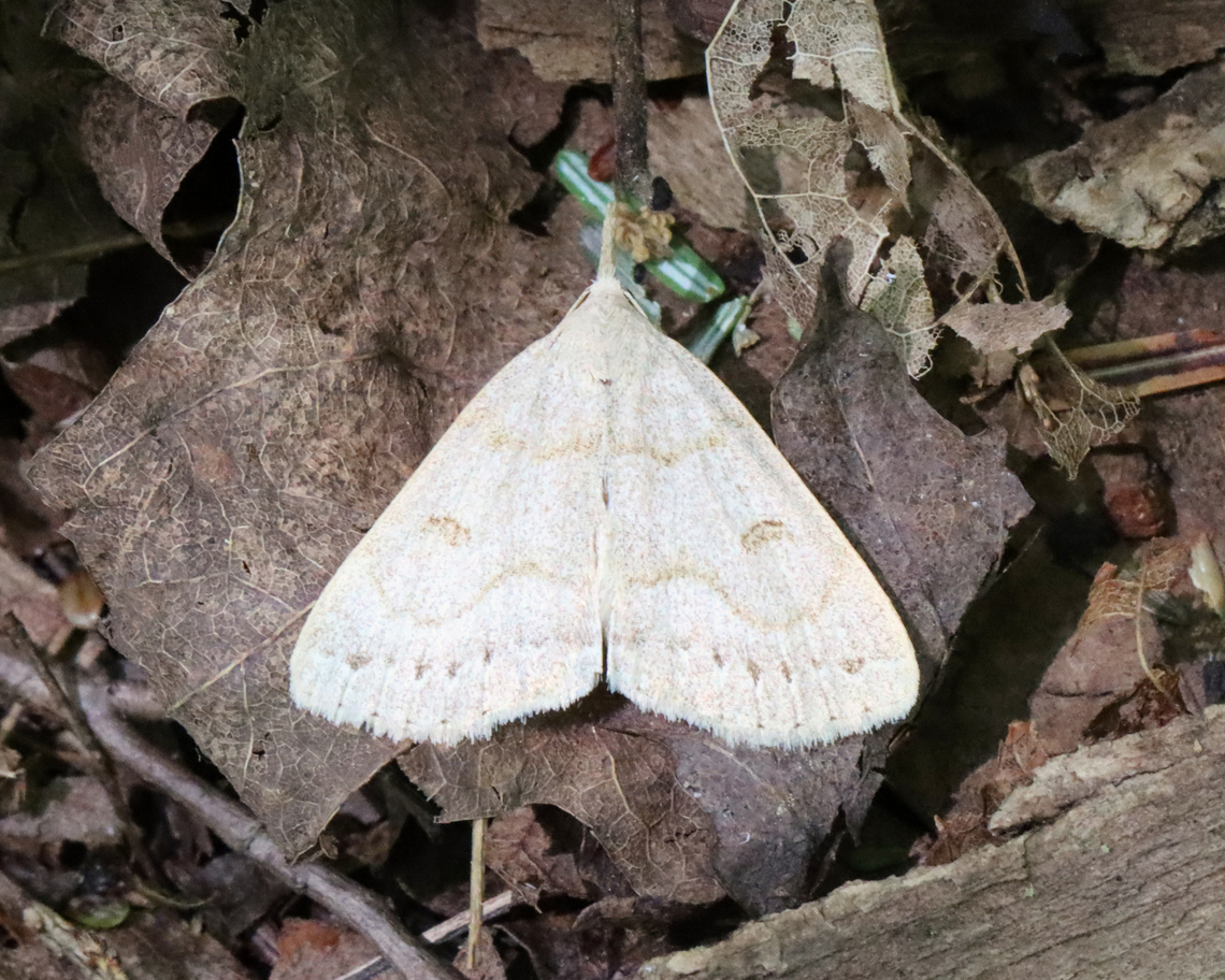 Morbid Owlet - Chytolita morbidalis These moths are always fluttering around near the ground in forests during June. They make quite a sight.<br />
<br />
Habitat: Mixed forest Chytolita,Chytolita morbidalis,Geotagged,Morbid Owlet,Spring,United States,moth