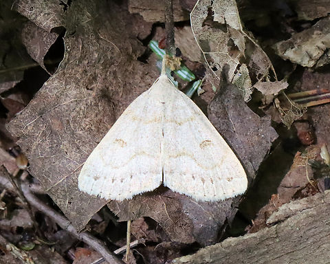 Morbid Owlet - Chytolita morbidalis These moths are always fluttering around near the ground in forests during June. They make quite a sight.
Habitat: Mixed forest Chytolita,Chytolita morbidalis,Geotagged,Morbid Owlet,Spring,United States,moth