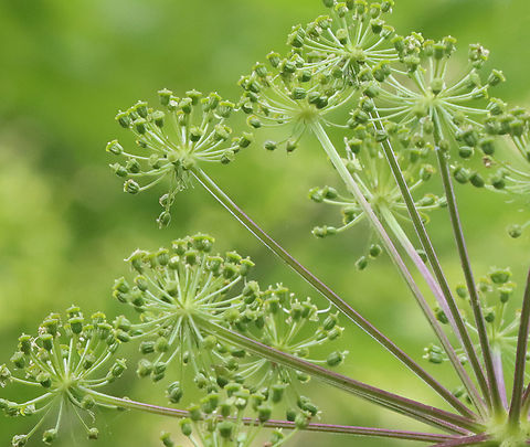 Purplestem Angelica - Angelica atropurpurea Habitat: Wetland
https://www.jungledragon.com/image/129644/purplestem_angelica_-_angelica_atropurpurea.html Angelica atropurpurea,Geotagged,Purplestem Angelica,Spring,United States