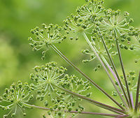 Purplestem Angelica - Angelica atropurpurea Habitat: Wetland<br />
https://www.jungledragon.com/image/129644/purplestem_angelica_-_angelica_atropurpurea.html Angelica atropurpurea,Geotagged,Purplestem Angelica,Spring,United States