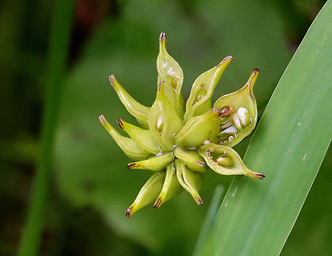 Marsh Marigold - Caltha palustris Habitat: Wetland Caltha,Caltha palustris,Geotagged,Marsh Marigold,Spring,United States,marigold,seed pod,seeds