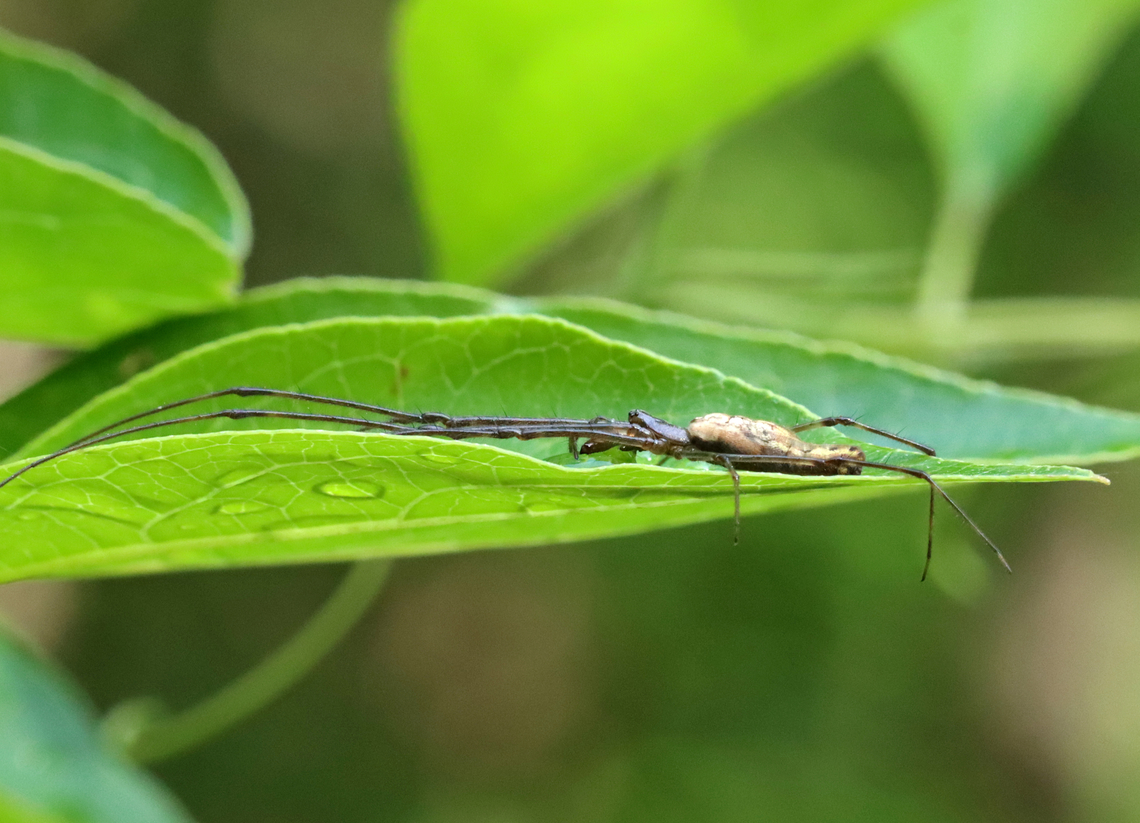 Long-jawed Orb Weaver - Tetragnatha sp. Habitat: Resting on a leaf; mixed forest edge Geotagged,Long-jawed Orb Weaver,Spring,Tetragnatha,United States,orb weaver,spider