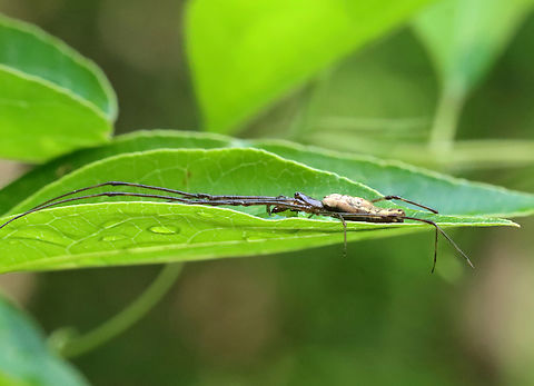Long-jawed Orb Weaver - Tetragnatha sp. Habitat: Resting on a leaf; mixed forest edge Geotagged,Long-jawed Orb Weaver,Spring,Tetragnatha,United States,orb weaver,spider