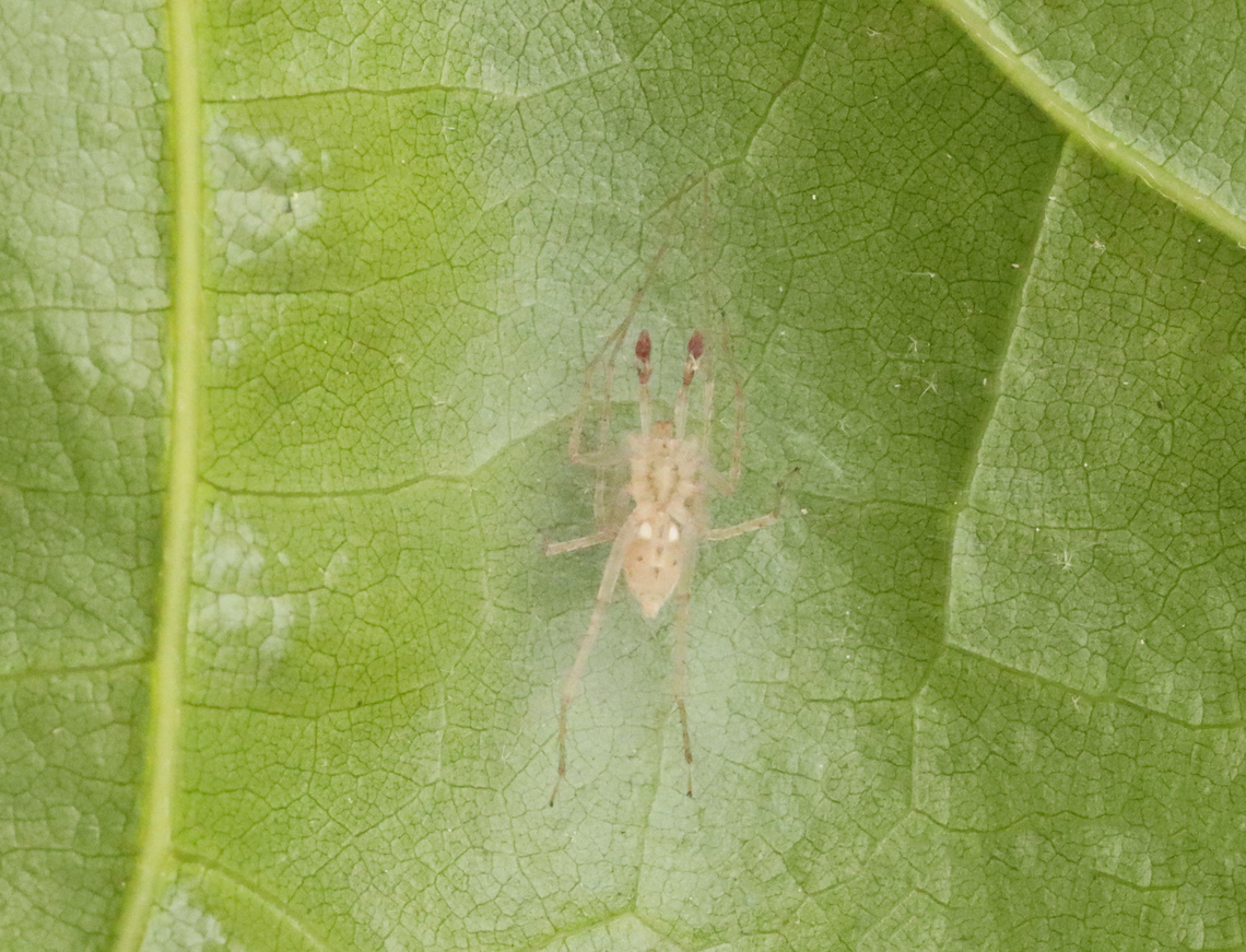 Ghost Spider - Wulfila saltabundus This photo shows its ventral surface<br />
<br />
Habitat: It was under silk on a leaf; mixed forest edge Geotagged,Spring,United States,Wulfila,Wulfila saltabundus,ghost spider,spider
