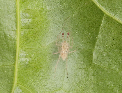 Ghost Spider - Wulfila saltabundus This photo shows its ventral surface

Habitat: It was under silk on a leaf; mixed forest edge Geotagged,Spring,United States,Wulfila,Wulfila saltabundus,ghost spider,spider