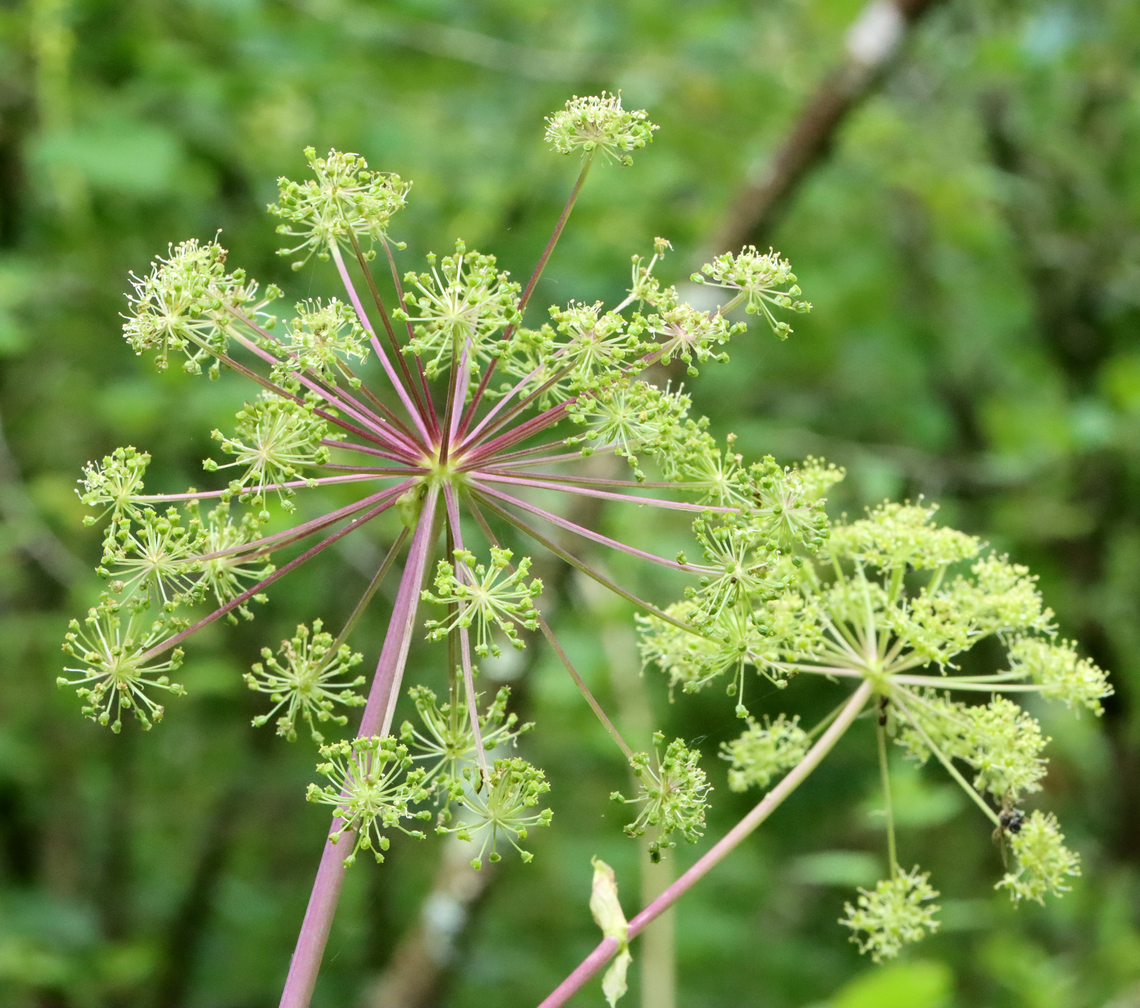 Purplestem Angelica - Angelica atropurpurea Habitat: Wetland<br />
<figure class="photo"><a href="https://www.jungledragon.com/image/129640/purplestem_angelica_-_angelica_atropurpurea.html" title="Purplestem Angelica - Angelica atropurpurea"><img src="https://s3.amazonaws.com/media.jungledragon.com/images/3232/129640_thumb.jpg?AWSAccessKeyId=05GMT0V3GWVNE7GGM1R2&Expires=1759968010&Signature=vKzHYc92rMd2fHAsm%2BSGPZfj0G8%3D" width="200" height="170" alt="Purplestem Angelica - Angelica atropurpurea Habitat: Wetland<br />
https://www.jungledragon.com/image/129644/purplestem_angelica_-_angelica_atropurpurea.html Angelica atropurpurea,Geotagged,Purplestem Angelica,Spring,United States" /></a></figure><br />
 Angelica,Angelica atropurpurea,Geotagged,Purplestem Angelica,Spring,United States