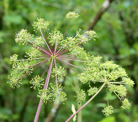 Purplestem Angelica - Angelica atropurpurea Habitat: Wetland
https://www.jungledragon.com/image/129640/purplestem_angelica_-_angelica_atropurpurea.html
 Angelica,Angelica atropurpurea,Geotagged,Purplestem Angelica,Spring,United States
