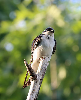 Tree Swallow - Tachycineta bicolor Habitat: Mixed forest edge Geotagged,Spring,Tachycineta,Tachycineta bicolor,Tree Swallow,United States,swallow