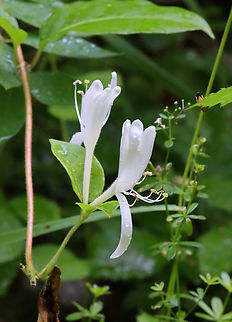 Japanese Honeysuckle