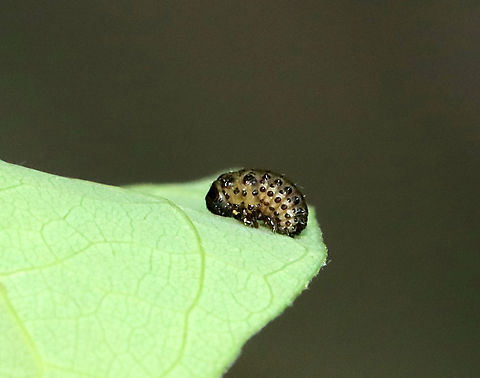 Willow Leaf Beetle Pupa - Plagiodera versicolora This photo actually shows a larva in the process of pupating. It's not quite there yet. See photo below for a completed pupa.

Habitat: Mesic forest
https://www.jungledragon.com/image/129648/willow_leaf_beetle_pupa_-_plagiodera_versicolora.html
https://www.jungledragon.com/image/129649/willow_leaf_beetle_-_plagiodera_versicolora.html
https://www.jungledragon.com/image/129647/willow_leaf_beetle_pupa_-_plagiodera_versicolora.html Geotagged,Plagiodera,Plagiodera versicolora,Spring,United States,Willow Leaf Beetle,beetle,beetle pupa,leaf beetle,pupa