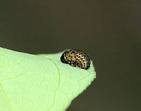 Willow Leaf Beetle Pupa - Plagiodera versicolora This photo actually shows a larva in the process of pupating. It's not quite there yet. See photo below for a completed pupa.<br />
<br />
Habitat: Mesic forest<br />
https://www.jungledragon.com/image/129648/willow_leaf_beetle_pupa_-_plagiodera_versicolora.html<br />
https://www.jungledragon.com/image/129649/willow_leaf_beetle_-_plagiodera_versicolora.html<br />
https://www.jungledragon.com/image/129647/willow_leaf_beetle_pupa_-_plagiodera_versicolora.html Geotagged,Plagiodera,Plagiodera versicolora,Spring,United States,Willow Leaf Beetle,beetle,beetle pupa,leaf beetle,pupa