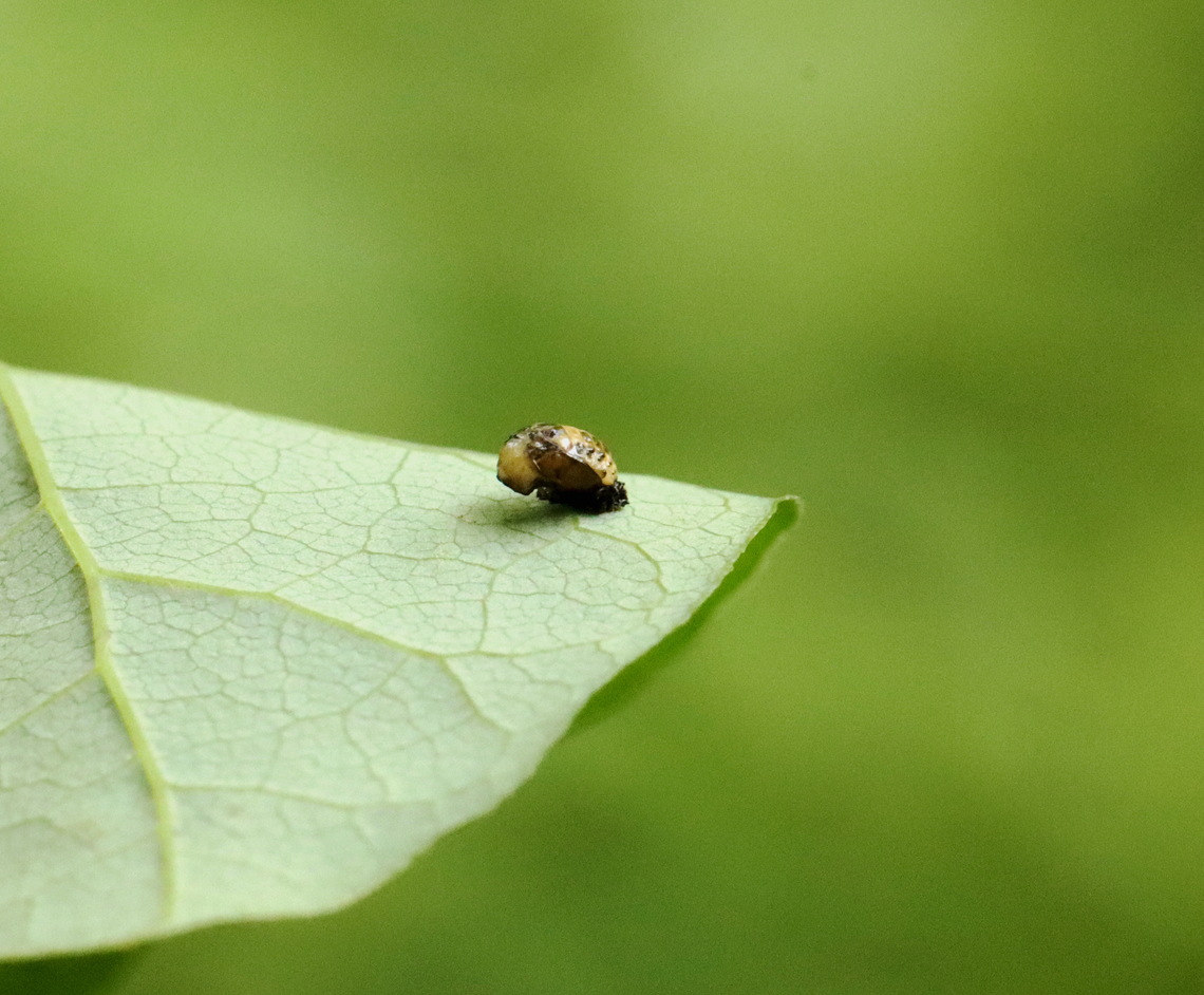 Willow Leaf Beetle Pupa - Plagiodera versicolora Habitat: Mesic forest<br />
<figure class="photo"><a href="https://www.jungledragon.com/image/129647/willow_leaf_beetle_pupa_-_plagiodera_versicolora.html" title="Willow Leaf Beetle Pupa - Plagiodera versicolora"><img src="https://s3.amazonaws.com/media.jungledragon.com/images/3232/129647_thumb.jpg?AWSAccessKeyId=05GMT0V3GWVNE7GGM1R2&Expires=1759968010&Signature=YWXcDxTiHfZ4b5uCQHrTR%2BveOPQ%3D" width="200" height="158" alt="Willow Leaf Beetle Pupa - Plagiodera versicolora This photo actually shows a larva in the process of pupating. It&#039;s not quite there yet. See photo below for a completed pupa.<br />
<br />
Habitat: Mesic forest<br />
https://www.jungledragon.com/image/129648/willow_leaf_beetle_pupa_-_plagiodera_versicolora.html<br />
https://www.jungledragon.com/image/129649/willow_leaf_beetle_-_plagiodera_versicolora.html<br />
https://www.jungledragon.com/image/129647/willow_leaf_beetle_pupa_-_plagiodera_versicolora.html Geotagged,Plagiodera,Plagiodera versicolora,Spring,United States,Willow Leaf Beetle,beetle,beetle pupa,leaf beetle,pupa" /></a></figure><br />
<figure class="photo"><a href="https://www.jungledragon.com/image/129648/willow_leaf_beetle_pupa_-_plagiodera_versicolora.html" title="Willow Leaf Beetle Pupa - Plagiodera versicolora"><img src="https://s3.amazonaws.com/media.jungledragon.com/images/3232/129648_thumb.jpg?AWSAccessKeyId=05GMT0V3GWVNE7GGM1R2&Expires=1759968010&Signature=ZUmGmohhsOikWYhw7qjNlVxwduM%3D" width="200" height="166" alt="Willow Leaf Beetle Pupa - Plagiodera versicolora Habitat: Mesic forest<br />
https://www.jungledragon.com/image/129647/willow_leaf_beetle_pupa_-_plagiodera_versicolora.html<br />
https://www.jungledragon.com/image/129648/willow_leaf_beetle_pupa_-_plagiodera_versicolora.html<br />
https://www.jungledragon.com/image/129649/willow_leaf_beetle_-_plagiodera_versicolora.html<br />
<br />
*Note -- My ISO gets crazy high whenever I take photos in this section of the forest! I&#039;m going to have to start setting it myself to avoid this issue. Geotagged,Plagiodera versicolora,Spring,United States,Willow Leaf Beetle" /></a></figure><br />
<figure class="photo"><a href="https://www.jungledragon.com/image/129649/willow_leaf_beetle_-_plagiodera_versicolora.html" title="Willow Leaf Beetle - Plagiodera versicolora"><img src="https://s3.amazonaws.com/media.jungledragon.com/images/3232/129649_thumb.jpg?AWSAccessKeyId=05GMT0V3GWVNE7GGM1R2&Expires=1759968010&Signature=BoUoa52NQB6aLM52ji8vzkrKXUM%3D" width="200" height="146" alt="Willow Leaf Beetle - Plagiodera versicolora This plant was covered in larvae, pupae, and adults of this species. There&#039;s even an egg shown to the right in this photo. <br />
<br />
Habitat: Mesic forest<br />
https://www.jungledragon.com/image/129648/willow_leaf_beetle_pupa_-_plagiodera_versicolora.html<br />
https://www.jungledragon.com/image/129649/willow_leaf_beetle_-_plagiodera_versicolora.html<br />
https://www.jungledragon.com/image/129647/willow_leaf_beetle_pupa_-_plagiodera_versicolora.html Geotagged,Plagiodera,Plagiodera versicolora,Spring,United States,Willow Leaf Beetle,beetle" /></a></figure><br />
<br />
*Note -- My ISO gets crazy high whenever I take photos in this section of the forest! I&#039;m going to have to start setting it myself to avoid this issue. Geotagged,Plagiodera versicolora,Spring,United States,Willow Leaf Beetle