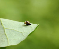 Willow Leaf Beetle Pupa - Plagiodera versicolora Habitat: Mesic forest<br />
https://www.jungledragon.com/image/129647/willow_leaf_beetle_pupa_-_plagiodera_versicolora.html<br />
https://www.jungledragon.com/image/129648/willow_leaf_beetle_pupa_-_plagiodera_versicolora.html<br />
https://www.jungledragon.com/image/129649/willow_leaf_beetle_-_plagiodera_versicolora.html<br />
<br />
*Note -- My ISO gets crazy high whenever I take photos in this section of the forest! I'm going to have to start setting it myself to avoid this issue. Geotagged,Plagiodera versicolora,Spring,United States,Willow Leaf Beetle
