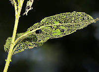 Willow Leaf Beetle - Plagiodera versicolora This plant was covered in larvae, pupae, and adults of this species. There's even an egg shown to the right in this photo. <br />
<br />
Habitat: Mesic forest<br />
https://www.jungledragon.com/image/129648/willow_leaf_beetle_pupa_-_plagiodera_versicolora.html<br />
https://www.jungledragon.com/image/129649/willow_leaf_beetle_-_plagiodera_versicolora.html<br />
https://www.jungledragon.com/image/129647/willow_leaf_beetle_pupa_-_plagiodera_versicolora.html Geotagged,Plagiodera,Plagiodera versicolora,Spring,United States,Willow Leaf Beetle,beetle