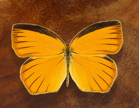 Tailed Orange - Eurema proterpia *Pinned specimen Eurema,Eurema proterpia,Geotagged,Pieridae,Tailed orange,United States,Winter,butterfly