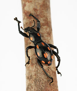 Weevil - Pachyrrhynchus venustus This species is flightless -- its elytra are completely fused. 

*Pinned specimen; native to southeast Asia Geotagged,Pachyrrhynchus,Pachyrrhynchus venustus,United States,Winter,beetle,curculionidae,flightless beetle,weevil