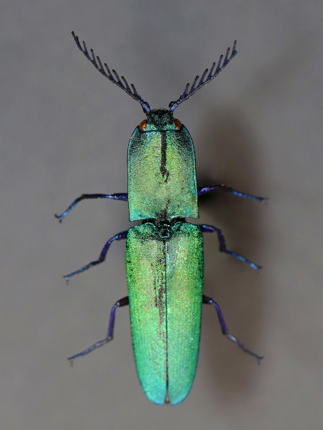 Click Beetle - Chalcolepidius smaragdinus <br />
*Pinned specimen; native to southwestern US Chalcolepidius,Chalcolepidius smaragdinus,Geotagged,United States,Winter,beetle,click beetle,elateridae
