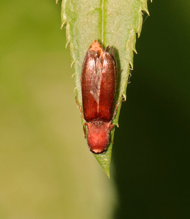 Click Beetle - Athous cucullatus *Tentative ID<br />
<br />
It was dead and &quot;glued&quot; to a leaf<br />
<br />
Habitat: Mesic, mixed forest Athous,Athous cucullatus,Geotagged,Spring,United States,beetle,click beetle