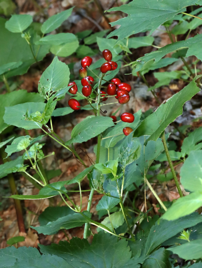 Red Baneberry - Actaea rubra Bushy plant with clusters of red berries. <br />
<br />
Habitat: Mesic forest Actaea rubra,Geotagged,Red Baneberry,Spring,United States,actaea,baneberry,berries,red berries