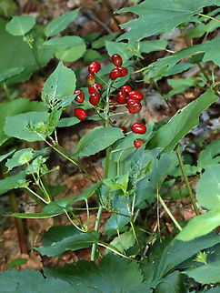 Red Baneberry - Actaea rubra Bushy plant with clusters of red berries. 

Habitat: Mesic forest Actaea rubra,Geotagged,Red Baneberry,Spring,United States,actaea,baneberry,berries,red berries