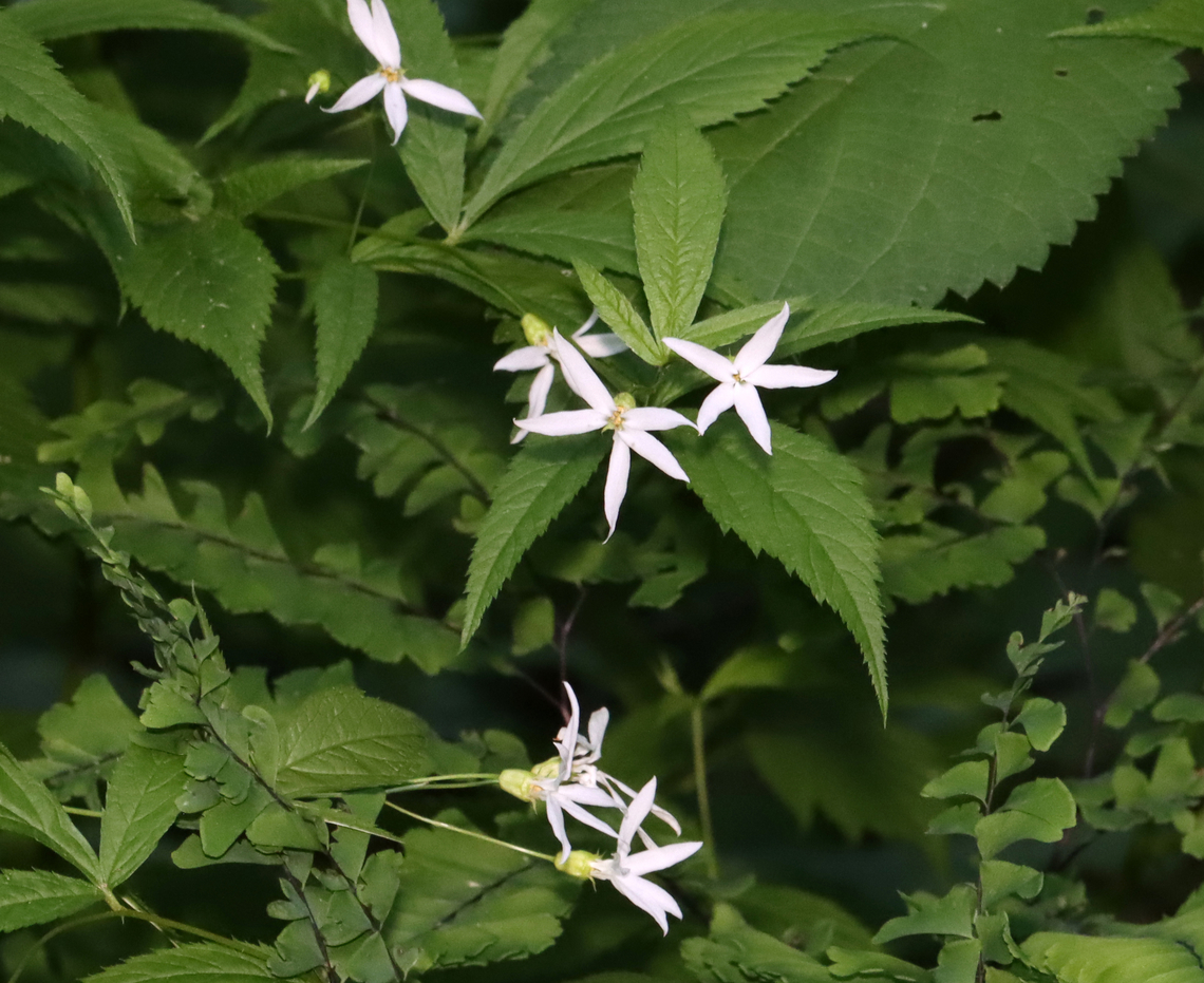 Bowman's Root - Gillenia trifoliata Used as an emetic and laxative by Native Americans.<br />
<br />
Habitat: Mixed forest Geotagged,Gillenia,Gillenia trifoliata,Spring,United States,bowman's root,indian physic