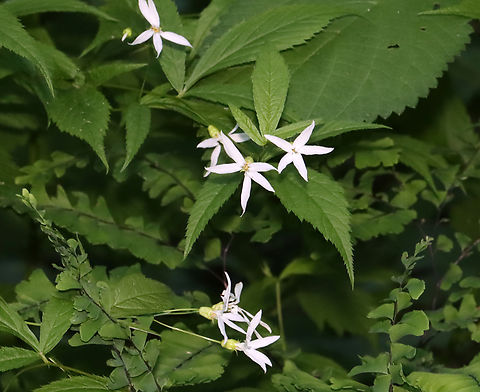 Bowman's Root - Gillenia trifoliata Used as an emetic and laxative by Native Americans.

Habitat: Mixed forest Geotagged,Gillenia,Gillenia trifoliata,Spring,United States,bowman's root,indian physic