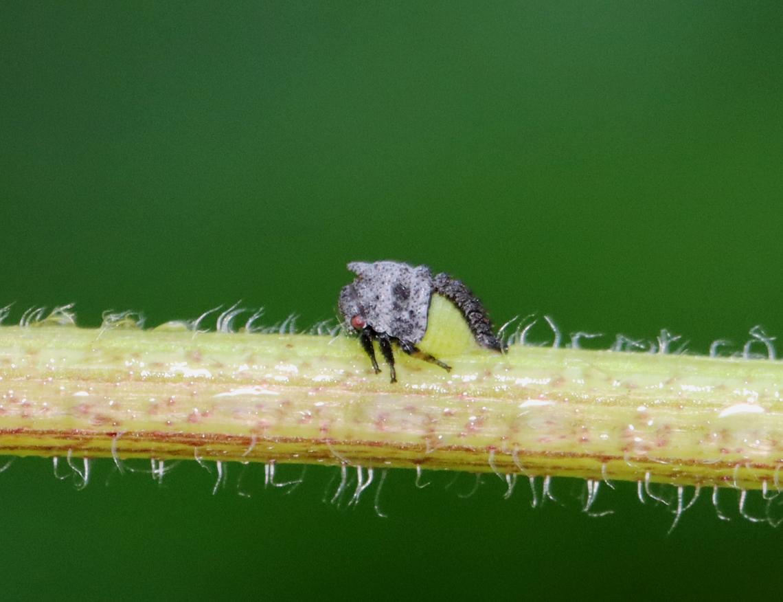Wide-footed Treehopper Nymph - Enchenopa latipes  ~2 mm long<br />
<br />
Host: Solidago sp. Enchenopa,Enchenopa latipes,Geotagged,Spring,United States,Wide-footed Treehopper,nymph,treehopper nymph