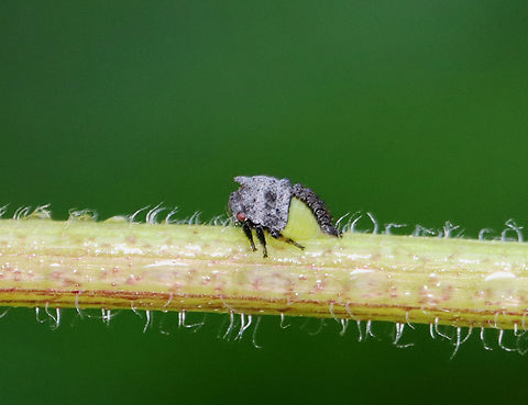 Wide-footed Treehopper Nymph - Enchenopa latipes  ~2 mm long

Host: Solidago sp. Enchenopa,Enchenopa latipes,Geotagged,Spring,United States,Wide-footed Treehopper,nymph,treehopper nymph