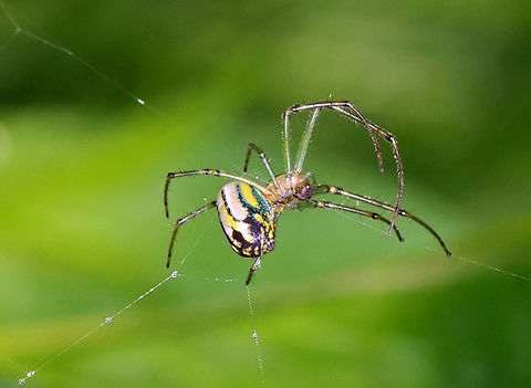 Orchard Spider - Leucauge venusta Habitat: Bog Geotagged,Leucauge,Leucauge venusta,Orchard spider,Spring,United States,spider