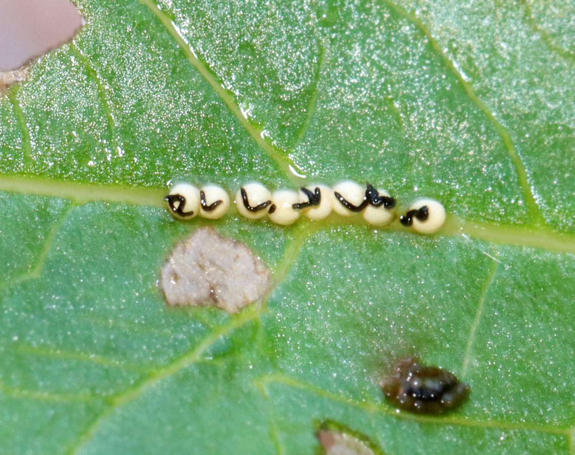 Neogalerucella/Galerucella sp. Eggs They kind of look like truffles. <br />
<br />
Habitat: Found on Solidago (I think); bog Galerucella,Geotagged,Neogalerucella,Spring,United States,eggs,leaf beetle eggs