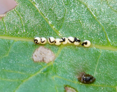 Neogalerucella/Galerucella sp. Eggs They kind of look like truffles. 

Habitat: Found on Solidago (I think); bog Galerucella,Geotagged,Neogalerucella,Spring,United States,eggs,leaf beetle eggs