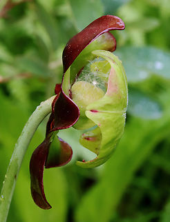 Purple Pitcher Plant - Sarracenia purpurea A carnivorous plant with one large, purplish-red flower on the top of a leafless stalk rising above a rosette of tubular leaves. Flowers are 5 cm in size and have 5 petals.

Habitat: Bog
https://www.jungledragon.com/image/129744/purple_pitcher_plant_-_sarracenia_purpurea.html
https://www.jungledragon.com/image/129747/purple_pitcher_plant_-_sarracenia_purpurea.html
https://www.jungledragon.com/image/129746/purple_pitcher_plant_-_sarracenia_purpurea.html
https://www.jungledragon.com/image/129745/purple_pitcher_plant_-_sarracenia_purpurea.html Geotagged,Purple pitcher plant,Sarracenia purpurea,Spring,United States