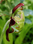 Purple Pitcher Plant - Sarracenia purpurea A carnivorous plant with one large, purplish-red flower on the top of a leafless stalk rising above a rosette of tubular leaves. Flowers are 5 cm in size and have 5 petals.<br />
<br />
Habitat: Bog<br />
https://www.jungledragon.com/image/129744/purple_pitcher_plant_-_sarracenia_purpurea.html<br />
https://www.jungledragon.com/image/129747/purple_pitcher_plant_-_sarracenia_purpurea.html<br />
https://www.jungledragon.com/image/129746/purple_pitcher_plant_-_sarracenia_purpurea.html<br />
https://www.jungledragon.com/image/129745/purple_pitcher_plant_-_sarracenia_purpurea.html Geotagged,Purple pitcher plant,Sarracenia purpurea,Spring,United States