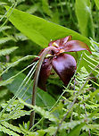 Purple Pitcher Plant - Sarracenia purpurea A carnivorous plant with one large, purplish-red flower on the top of a leafless stalk rising above a rosette of tubular leaves. Flowers are 5 cm in size and have 5 petals.<br />
<br />
Habitat: Bog<br />
https://www.jungledragon.com/image/129744/purple_pitcher_plant_-_sarracenia_purpurea.html<br />
https://www.jungledragon.com/image/129747/purple_pitcher_plant_-_sarracenia_purpurea.html<br />
https://www.jungledragon.com/image/129746/purple_pitcher_plant_-_sarracenia_purpurea.html<br />
https://www.jungledragon.com/image/129745/purple_pitcher_plant_-_sarracenia_purpurea.html Geotagged,Purple pitcher plant,Sarracenia purpurea,Spring,United States