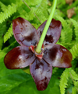 Purple Pitcher Plant - Sarracenia purpurea A carnivorous plant with one large, purplish-red flower on the top of a leafless stalk rising above a rosette of tubular leaves. Flowers are 5 cm in size and have 5 petals.

Habitat: Bog
https://www.jungledragon.com/image/129744/purple_pitcher_plant_-_sarracenia_purpurea.html
https://www.jungledragon.com/image/129747/purple_pitcher_plant_-_sarracenia_purpurea.html
https://www.jungledragon.com/image/129746/purple_pitcher_plant_-_sarracenia_purpurea.html
https://www.jungledragon.com/image/129745/purple_pitcher_plant_-_sarracenia_purpurea.html Geotagged,Purple pitcher plant,Sarracenia purpurea,Spring,United States