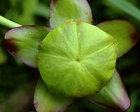Purple Pitcher Plant - Sarracenia purpurea A carnivorous plant with one large, purplish-red flower on the top of a leafless stalk rising above a rosette of tubular leaves. Flowers are 5 cm in size and have 5 petals.<br />
<br />
Habitat: Bog<br />
https://www.jungledragon.com/image/129744/purple_pitcher_plant_-_sarracenia_purpurea.html<br />
https://www.jungledragon.com/image/129747/purple_pitcher_plant_-_sarracenia_purpurea.html<br />
https://www.jungledragon.com/image/129746/purple_pitcher_plant_-_sarracenia_purpurea.html<br />
https://www.jungledragon.com/image/129745/purple_pitcher_plant_-_sarracenia_purpurea.html Geotagged,Northern Pitcher Plant,Purple pitcher plant,Sarracenia,Sarracenia purpurea,Spring,United States