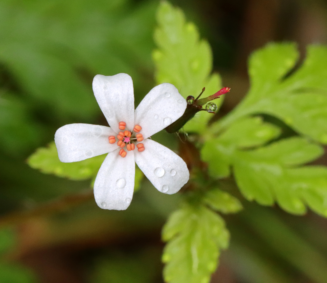 Herb-Robert (White Form) - Geranium robertianum Freshly picked, crushed leaves have a strong odor that resembles burning tires. If they are rubbed on the body, the smell is said to repel mosquitoes. I suspect that the smell would repel just about any creature. The active ingredients are tannins, a bitter compound called geraniin, and essential oils.<br />
<br />
It&#039;s many common names include: red robin, death come quickly, storksbill, fox geranium, stinking Bob, squinter-pip, and crow&#039;s foot<br />
<br />
Habitat: Mixed forest Geotagged,Geranium,Geranium robertianum,Herb Robert,Spring,United States,death come quickly,fox geranium,red robin,squinter-pip,stinking Bob,storksbill