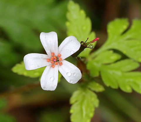 Herb-Robert (White Form) - Geranium robertianum Freshly picked, crushed leaves have a strong odor that resembles burning tires. If they are rubbed on the body, the smell is said to repel mosquitoes. I suspect that the smell would repel just about any creature. The active ingredients are tannins, a bitter compound called geraniin, and essential oils.

It's many common names include: red robin, death come quickly, storksbill, fox geranium, stinking Bob, squinter-pip, and crow's foot

Habitat: Mixed forest Geotagged,Geranium,Geranium robertianum,Herb Robert,Spring,United States,death come quickly,fox geranium,red robin,squinter-pip,stinking Bob,storksbill