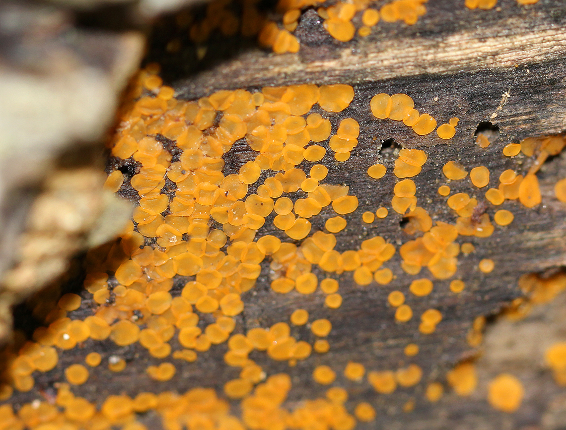 Orbilia sp. Small, orange, disc-shaped, semi-transparent fungi.<br />
<br />
This is an older photo, but it was just IDed to genus-level on Mushroom Observer.<br />
<br />
Habitat: Decorticated wood; deciduous forest Geotagged,Orbilia,Summer,United States,fungus,orange fungus