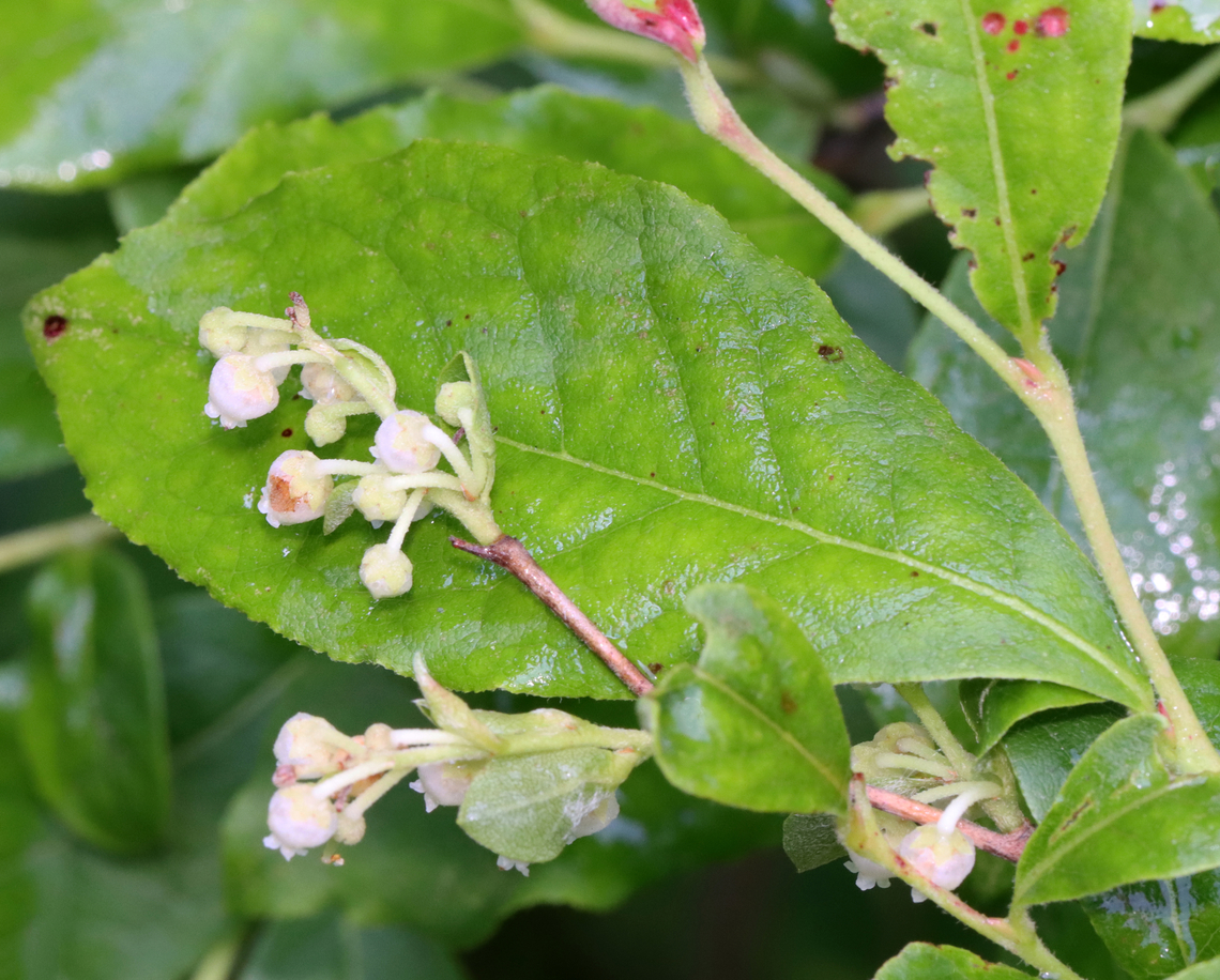 He-huckleberry - Lyonia ligustrina Habitat: Bog Geotagged,He-Huckleberry,Lyonia,Lyonia  ligustrina,Spring,United States