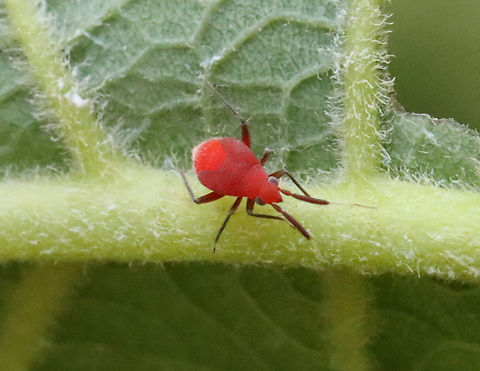 Plant Bug Nymph - Family Miridae Habitat: Found on alder (Alnus sp.); swampy, mixed forest Geotagged,Spring,United States,bug,mirid,miridae,nymph,plant bug