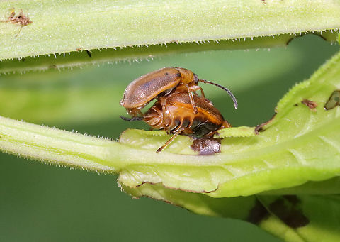 Leaf Beetles (Mating - Second Photo ) - Galerucella sp. They are still mating in this photo, but the female is defecating  at the same time (see dark brown thing coming out of her rear).

Habitat: On Solidago sp. (maybe); bog
https://www.jungledragon.com/image/129809/leaf_beetles_mating_-_first_photo_-_galerucella_sp.html
https://www.jungledragon.com/image/129807/leaf_beetles_mating_-_second_photo_-_galerucella_sp.html
https://www.jungledragon.com/image/129808/leaf_beetles_mating_-_third_photo_-_galerucella_sp.html
https://www.jungledragon.com/image/129810/leaf_beetles_post-copulation_-_galerucella_sp.html Geotagged,Spring,United States